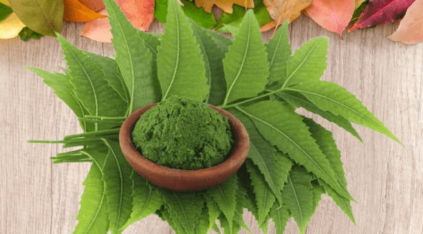 নিম পাতা ব্যাবহার