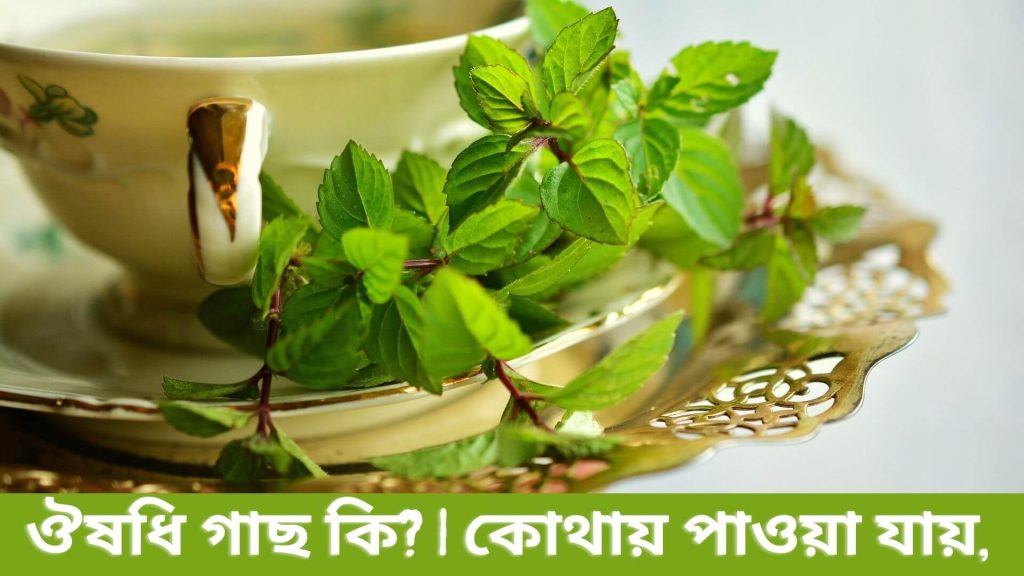 ঔষধি গাছ কি? | কোথায় পাওয়া যায়, এর উপকারিতা