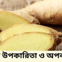 আদার উপকারিতা ও অপকারিতা