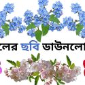 বিভিন্ন ফুলের ছবি সহ নাম | সুন্দর সুন্দর ফুলের পিকচার ডাউনলোড