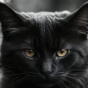 Black And White Cat Spiritual Meaning