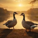 Spiritual Meaning Of Seeing Geese
