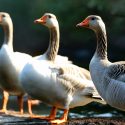 Geese Spiritual Meaning